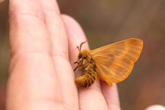 Lemonia dumi