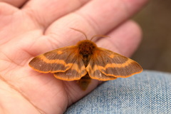 Lemonia dumi