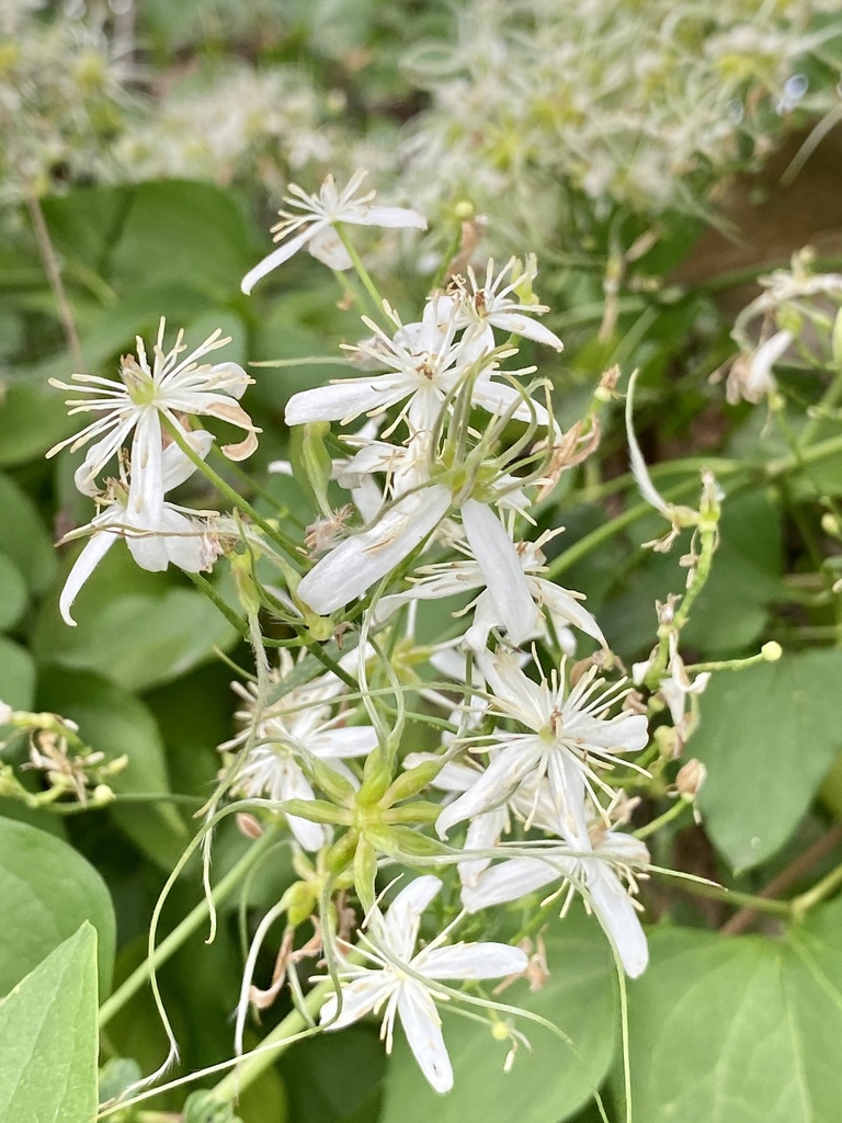 Clematis terniflora, Johnson Park, Hackensack, NJ, US