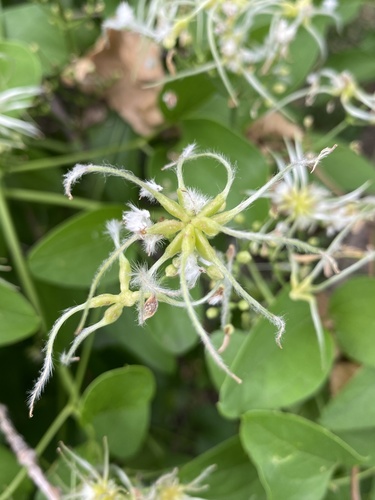 Clematis terniflora