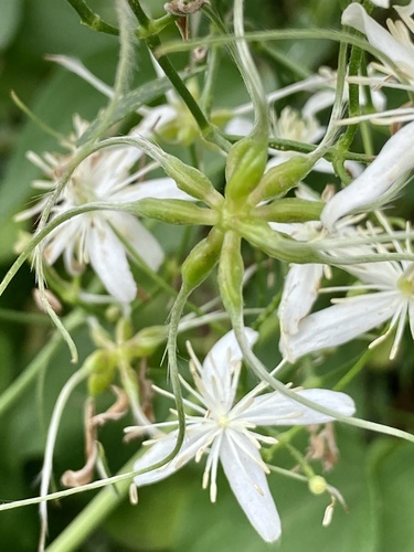 Clematis terniflora
