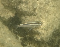 Scolopsis trilineata