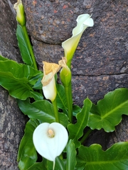 Zantedeschia odorata