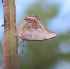 Charaxes phaeus
