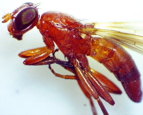 Zacompsia fulva