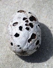 Sacoglottis amazonica