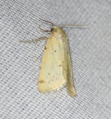 Azenia perflava