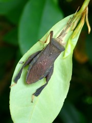 Pseudomictis distinctus