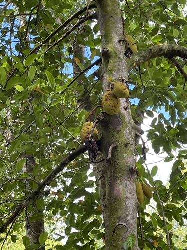 Artocarpus heterophyllus observed 2021-09-10