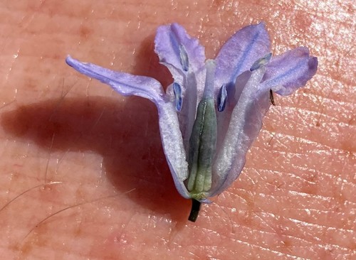 large-flowered triteleia