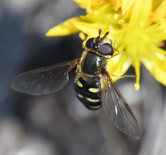 Lapposyrphus lapponicus