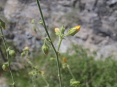 Abutilon parishii