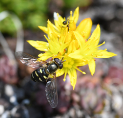 Lapposyrphus lapponicus