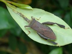 Pseudomictis distinctus