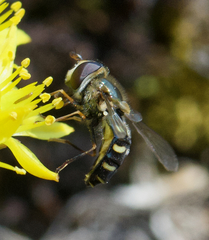 Lapposyrphus lapponicus