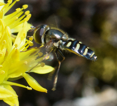 Lapposyrphus lapponicus