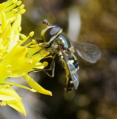 Lapposyrphus lapponicus