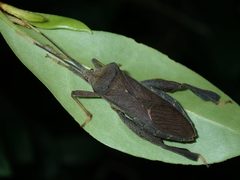 Pseudomictis distinctus
