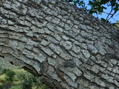Quercus oblongifolia