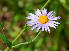 Dieteria asteroides asteroides