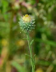 Dieteria asteroides asteroides