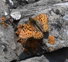 Boloria astarte