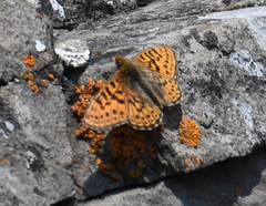 Boloria astarte