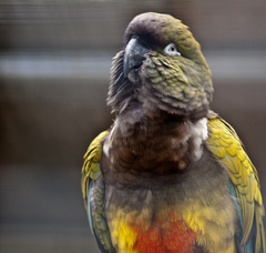 Burrowing Parrot photo 4