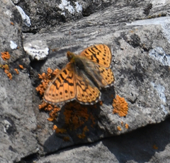 Boloria astarte