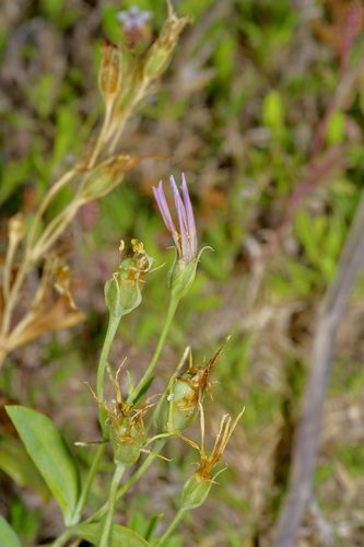 catchfly prairie gentian
