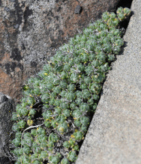 Draba novolympica