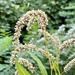 Persicaria lapathifolia - Photo (c) Sandy Wolkenberg, μερικά δικαιώματα διατηρούνται (CC BY), uploaded by Sandy Wolkenberg