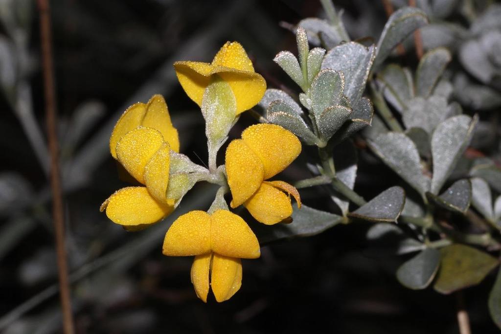 Argyrolobium incanum