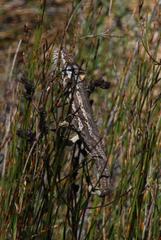 Bradypodion gutturale