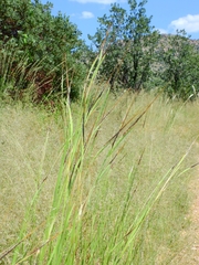 Heteropogon
