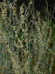 Eriogonum polycladon