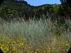 Eriogonum polycladon