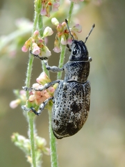 Ericydeus lautus
