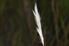 Bothriochloa torreyana
