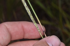Bothriochloa torreyana