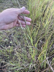 Bothriochloa torreyana