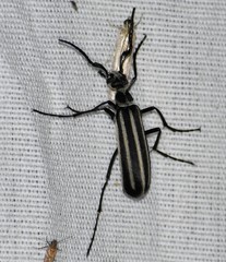Epicauta atrivittata