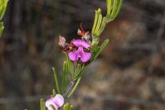 Indigofera sulcata