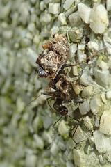 Acanthaspis westermanni