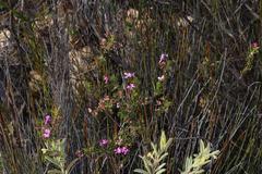Indigofera sulcata