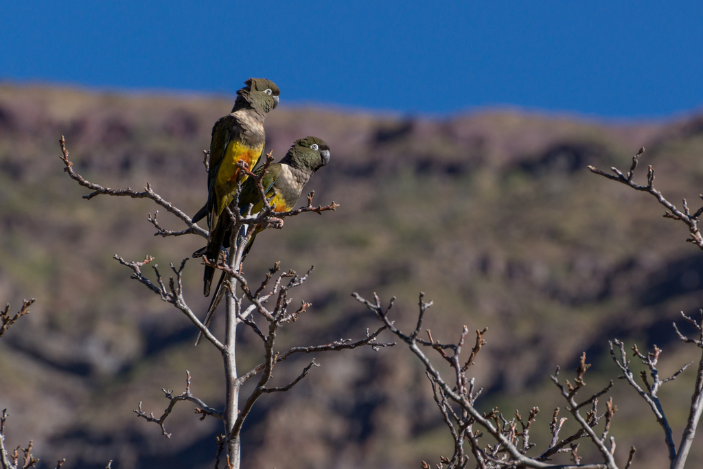 Burrowing Parakeet (Chilean)