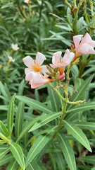 Nerium oleander