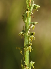 Platanthera limosa