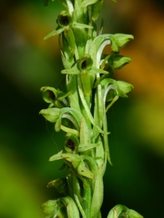 Platanthera limosa