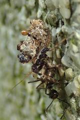 Acanthaspis westermanni